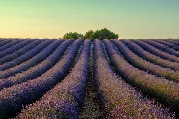 My French Country Home Email Marketing results with Klaviyo